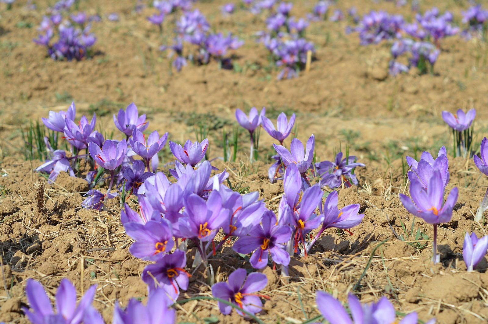 Saffron fields at Pampore