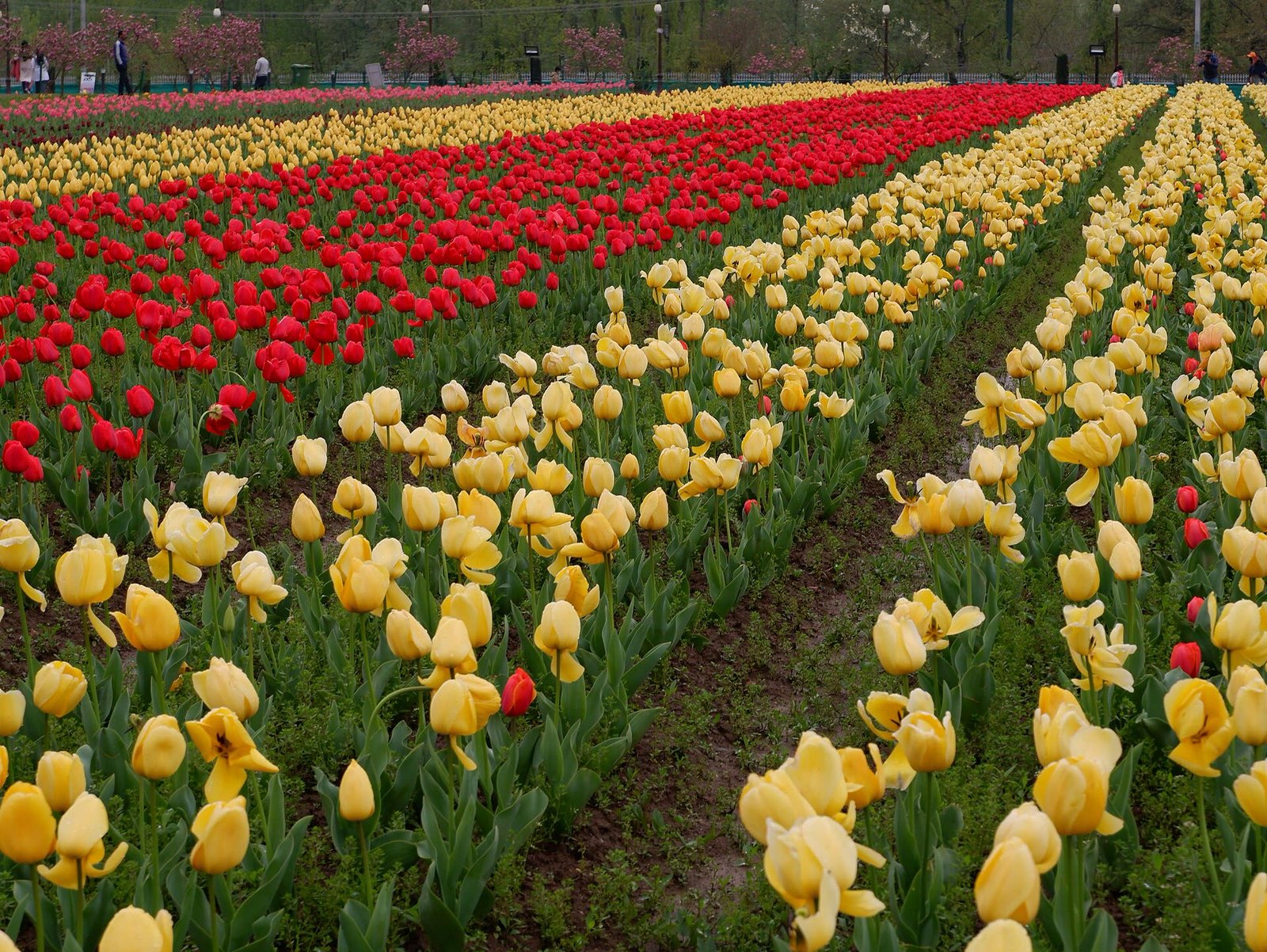 Tulip Garden, Srinagar